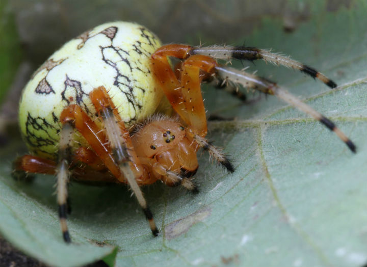 Marbled Orbweaver